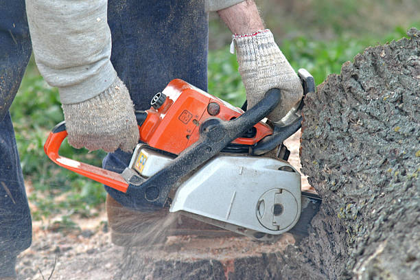 Best Tree Removal  in USA